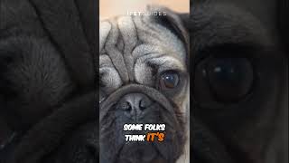 Brachycephalic Dogs dog shorts shortvideo fyp [upl. by Mungovan564]