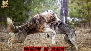 Caucasian Volkodav versus Alabai Dog  Which One is the Strongest [upl. by Coopersmith]