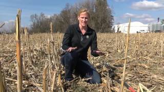 Soil Health Minute interseeding cereal rye into corn [upl. by Roleat]