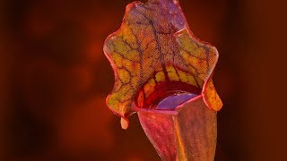 SARRACENIA CARE CONDITIONS  PITCHER PLANT [upl. by Ammamaria]