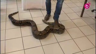 Formation des pompiers aux Nouveaux Animaux de Compagnie [upl. by Neelat]