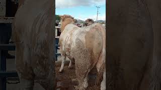 İRİ BİR TOSUN hayvancilik animals heyvanlar nature inek  HAYVAN PAZARI cow [upl. by Doowle257]