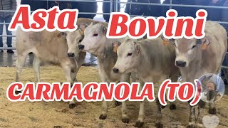 ASTA BOVINI CARMAGNOLA TO piemonte [upl. by Adaner]