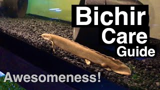 Bichir Fish Tank Mates [upl. by Renckens]