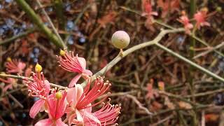 Capparis decidua KairDELLA Plant complete Information in UrduHindi [upl. by Oringa]