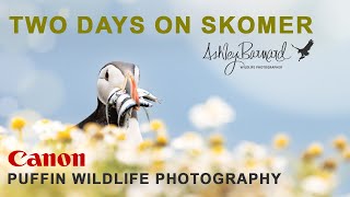 Capturing Skomer Puffins in Action [upl. by Cumings]