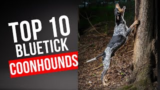 Top 10 Bluetick Coonhounds of ALL TIME [upl. by Borden]