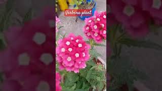 Verbena plant short  trending [upl. by Pernas]