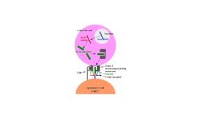 Cytotoxic T Cell Activation Tiny Teach [upl. by Fiora]