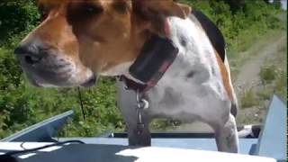 Training Maine bear hounds [upl. by Herrle]