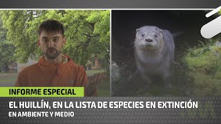 El huillín en la lista de especies en extinción [upl. by Nylatsyrk]