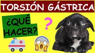 TORSIÓN GASTRICA EN PERROS SINTOMAS ¿QUÉ HACER [upl. by Clotilde]