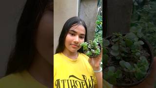 Jed plant এর যত্ন। Coconut shell এর ব্যবহার।garden plants vlog gardening shorts short green [upl. by Irahs]