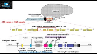 Biogenesis of Ribosomes in Eukaryotes [upl. by Htieh]