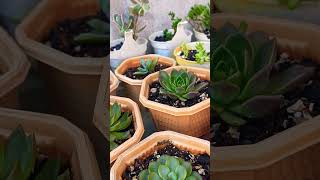 Beutiful Succulent plant collection [upl. by Drarig532]