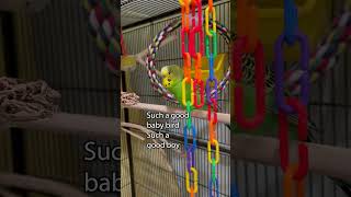 Wow Oh My Goodness  Boba the Budgie  Talking Parakeet [upl. by Cadmann]