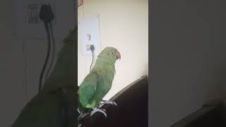 Mitti tumhare pair kahan hai 🦜🦜🦜 parrot birdsfunny cute shorts shortsyoutube [upl. by Lothaire]