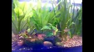 Bolivian rams in my 20 Gallon planted tank [upl. by Forras]