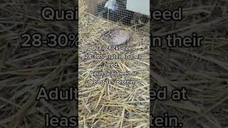 How to Feed Quail shorts chicks quail farming [upl. by Eseeryt]