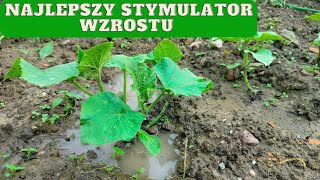 Jak przyspieszyć wzrost ogórka gruntowego NAJLEPSZY STYMULATOR [upl. by Ahsitaf]