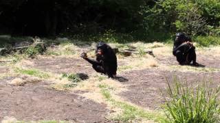 Bonobos voedermoment  Bonobo feeding time  Planckendael [upl. by Novej]