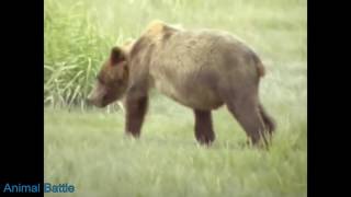 Brown Bear vs Black Bear Grizzly bear vs brown bear  polar bear attacks walrus [upl. by Katherin334]