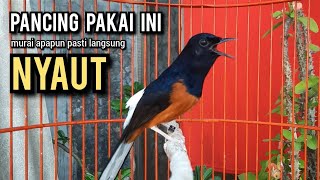 murai batu gacor AMPUH buat PANCINGAN murai batu agar bunyi JADIKAN burung murai gacor EMOSI NYAUT [upl. by Pollux]