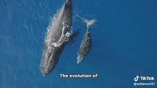 Evolution of Aquatic Mammals [upl. by Ieppet]