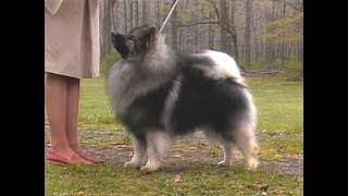 Keeshond  Wolfspitz  AKC dog breed series [upl. by Nylesoj]