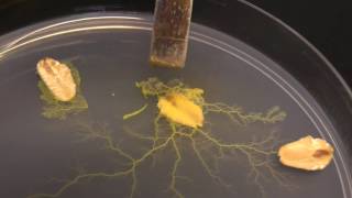 Physarum polycephalum Subculturing on clean agar [upl. by Nryhtak136]