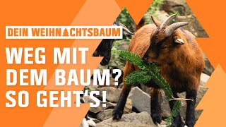 Weihnachtsbaum entsorgen und recyclen  OBI  Dein Weihnachtsbaum  Folge 6 [upl. by Georgeta]