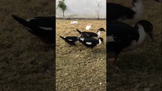 Rabbit 🐇and ducks 🦆playing duck rabbit talhakadihat youtubeshorts viralvideo shorts foryou [upl. by Alemaj]