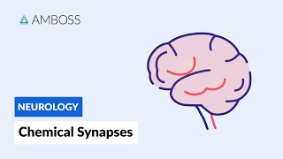 Chemical Synapses Neuronal Signal Transmission [upl. by Senga]