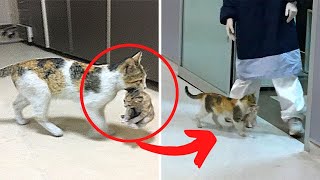 Mother Cat Brings Her Ill Kitten To The Hospital Medics Rush To Help Them [upl. by Way]