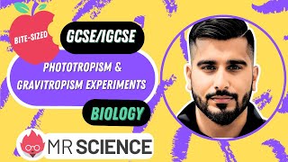 Phototropism amp Gravitropism experiments Darwin Bitesized  GCSE  IGCSE Biology Mr Science in 8K [upl. by Batsheva]