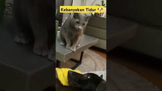 Kucing lucu gangguin anjing tidur ⁉️ cat dubbing kucinglucu [upl. by Pricilla372]