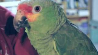 Red Lored Amazon Parrot Mumbles [upl. by Noah259]