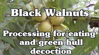 Processing black walnuts for eating and green hull decoction [upl. by Jadwiga]