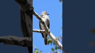 Great Spotted Flycatcher חטפית אפורה ירושלים [upl. by Konstantine]