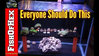 How To Setup A Coral Quarantine Tank  It Saved My 300 Gallon Reef [upl. by Kennith706]