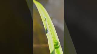 Cute damselfly nature naturephotography macro macrophotography outdoors closeup shorts [upl. by Purcell]