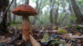 Orange capped boletes Leccinum versipelle and Leccinum aurantiacum [upl. by Grieve]