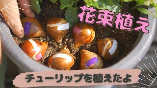 チューリップの花束植えに挑戦ムスカリ・アリッサム・パンジーの寄せ植え【ベランダガーデニング】 [upl. by Tnarb271]