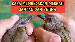 CARA MEMBEDAKAN MERBAH BELUKAR JANTAN DAN BETINA [upl. by Iegres]