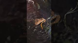 Cuviers Dwarf Caiman Eating A Snake share trending viral subscribe shorts food reptile wow [upl. by Nolahs522]