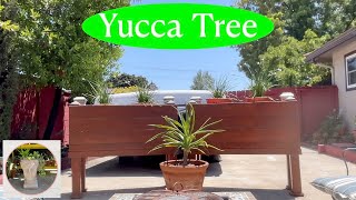 Potting up a Yucca tree for my Backyard Garden [upl. by Atinuj28]