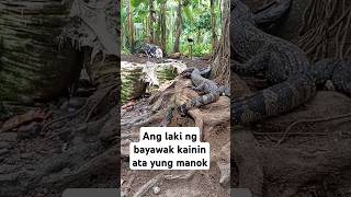 Grabe nakakatakot 😱foryou bayawak wildlife wildanimals animals everyone insects [upl. by Oalsecnew]