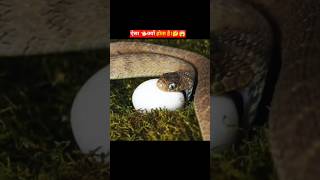 Why Cant Snakes Eat The Eggs Of The Penduline Tit Bird animalfacts shorts [upl. by Wheelwright]