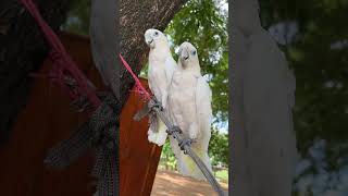 Discovering Cockatoo Personalitiescockatoolove birdpets birds parrot parrottalking lovebirds [upl. by Ydner191]