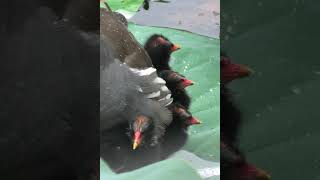 Cute baby moorhens バンのヒナたち [upl. by Aneleh]